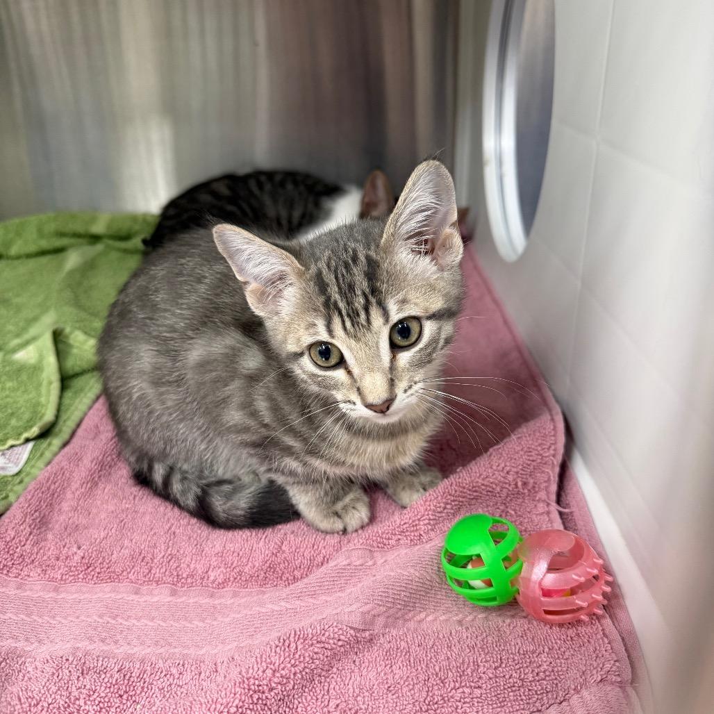 Enlarge Ursula, a Adoptable Domestic Short Hair in Lake Panasoffkee, FL image 1/6