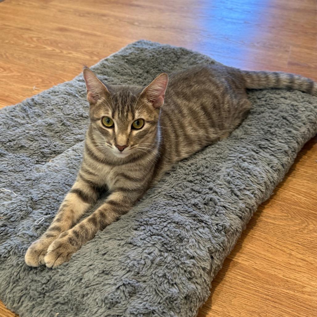 Enlarge Ursula, a Adoptable Domestic Short Hair in Lake Panasoffkee, FL image 2/6