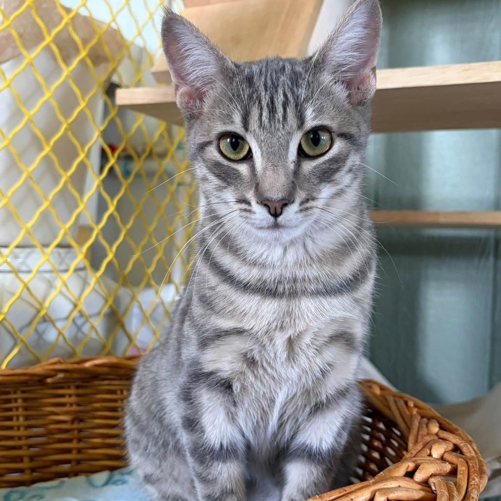 Enlarge Ursula, a Adoptable Domestic Short Hair in Lake Panasoffkee, FL image 3/6
