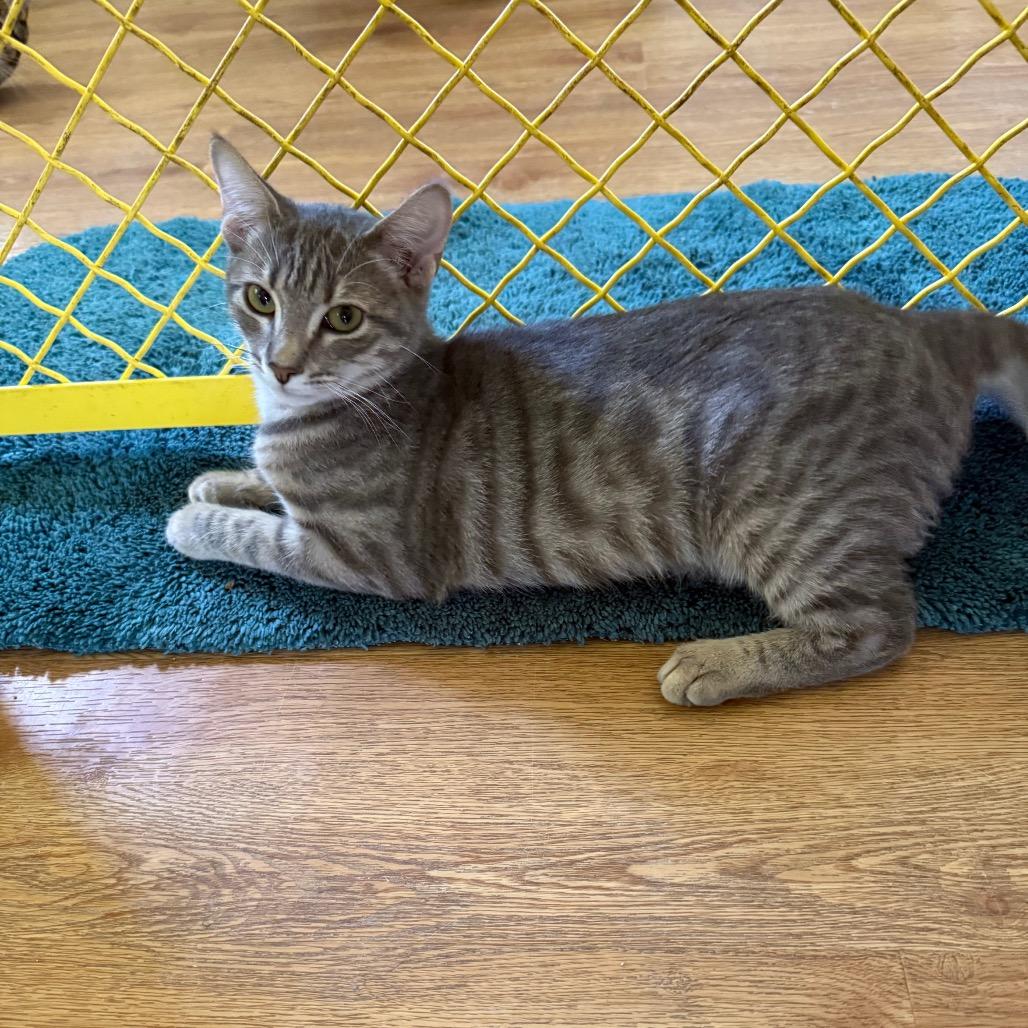 Enlarge Ursula, a Adoptable Domestic Short Hair in Lake Panasoffkee, FL image 4/6