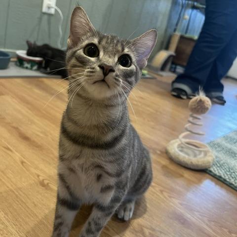 Enlarge Ursula, a Adoptable Domestic Short Hair in Lake Panasoffkee, FL image 5/6