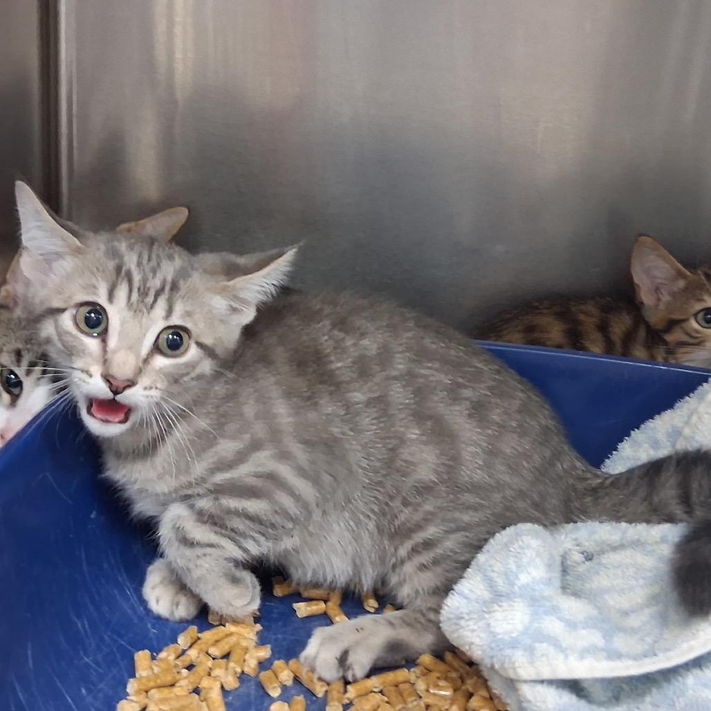 Enlarge Ursula, a Adoptable Domestic Short Hair in Lake Panasoffkee, FL image 6/6