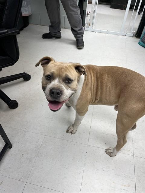 Enlarge NOTAKU, a Adoptable American Staffordshire Terrier in Chester, SC image 1/1