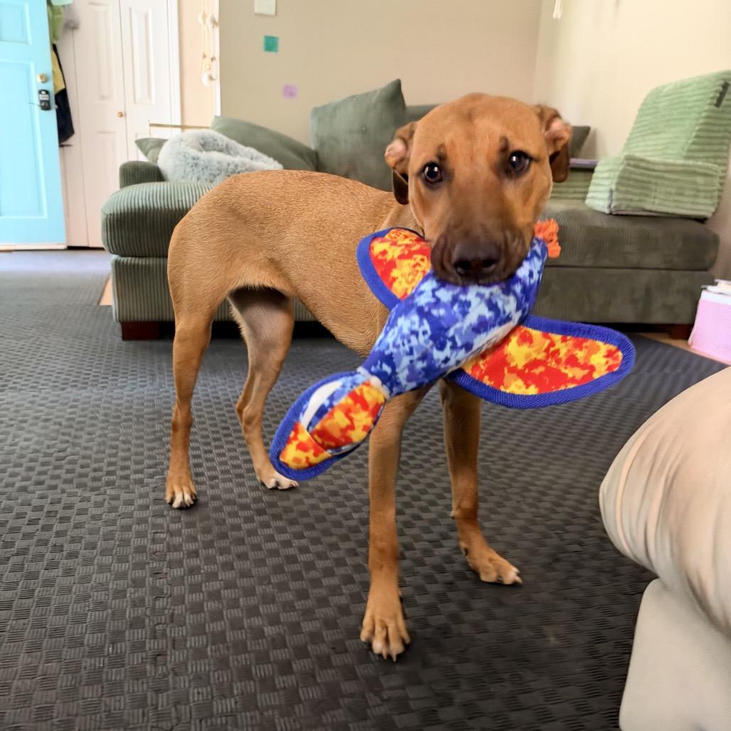 Enlarge Blossom, a Adoptable Mixed Breed in Aberdeen, NC image 1/6