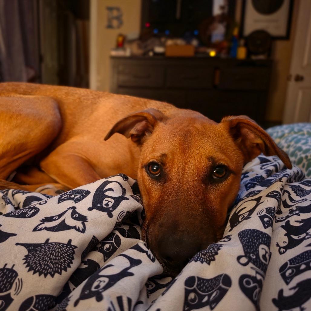 Enlarge Blossom, a Adoptable Mixed Breed in Aberdeen, NC image 2/6