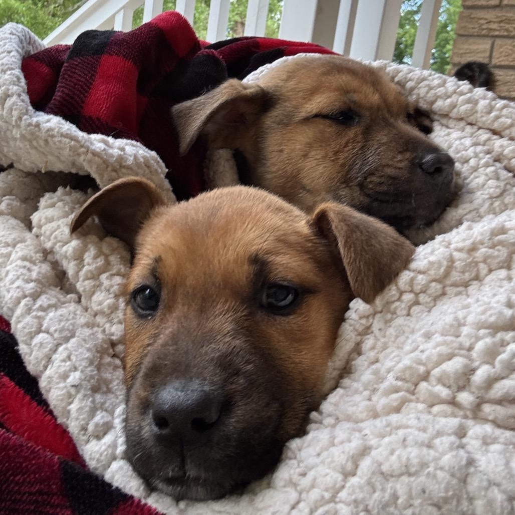 Blossom, Adoptable, Puppy Female Mixed Breed.