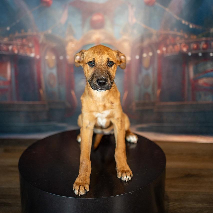 Enlarge Blossom, a Adoptable Mixed Breed in Aberdeen, NC image 2/4