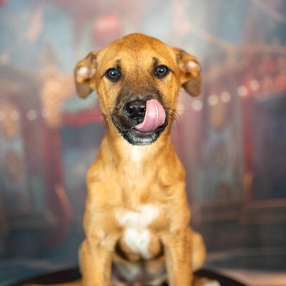 Enlarge Blossom, a Adoptable Mixed Breed in Aberdeen, NC image 3/4