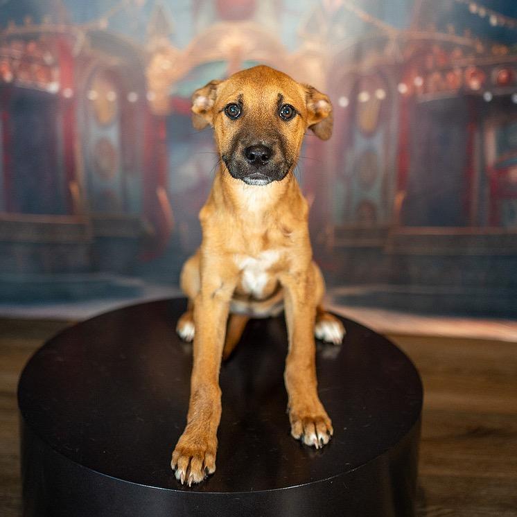 Enlarge Blossom, a Adoptable Mixed Breed in Aberdeen, NC image 4/4