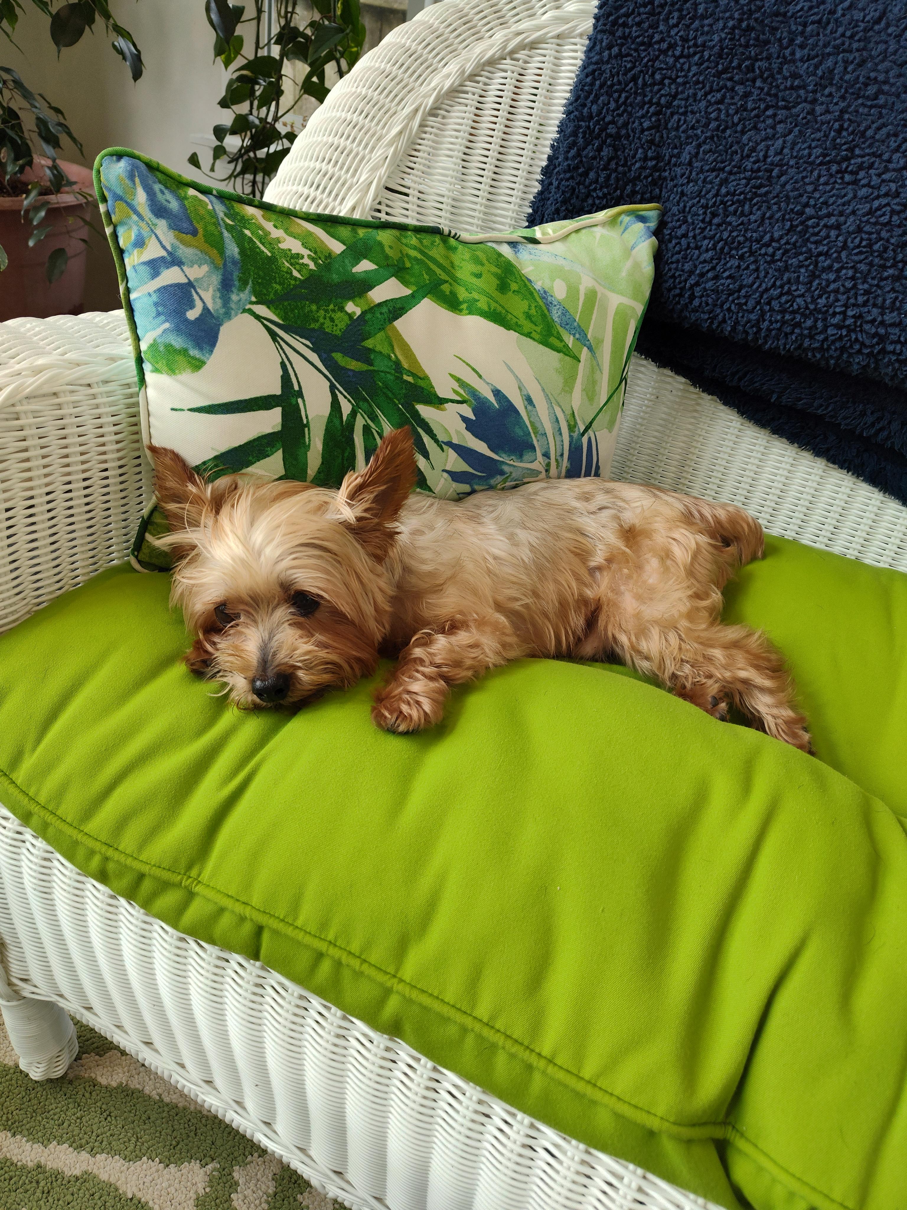 Enlarge Toker, an adopted Yorkshire Terrier in League City, TX image 2/6