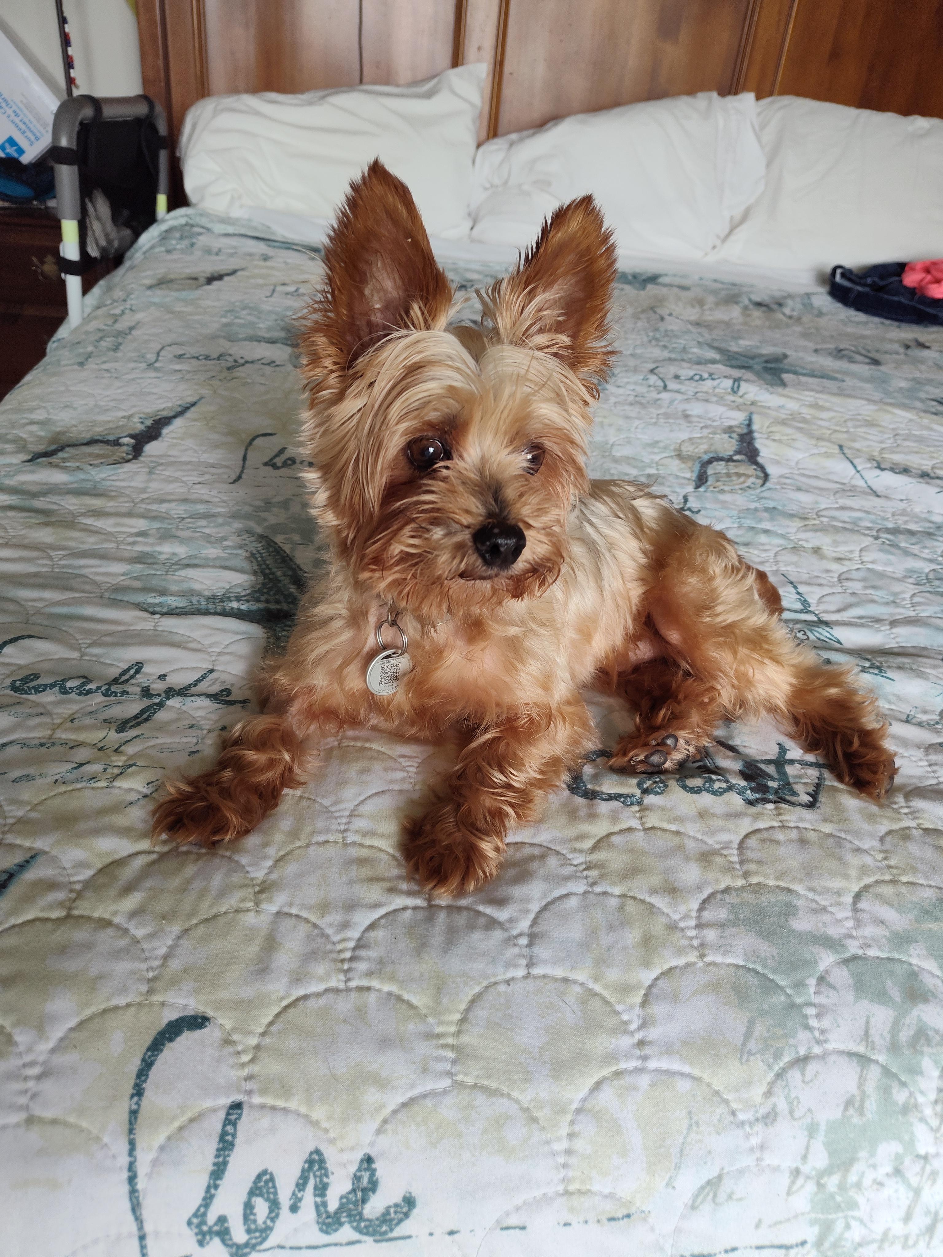 Enlarge Toker, an adopted Yorkshire Terrier in League City, TX image 3/6