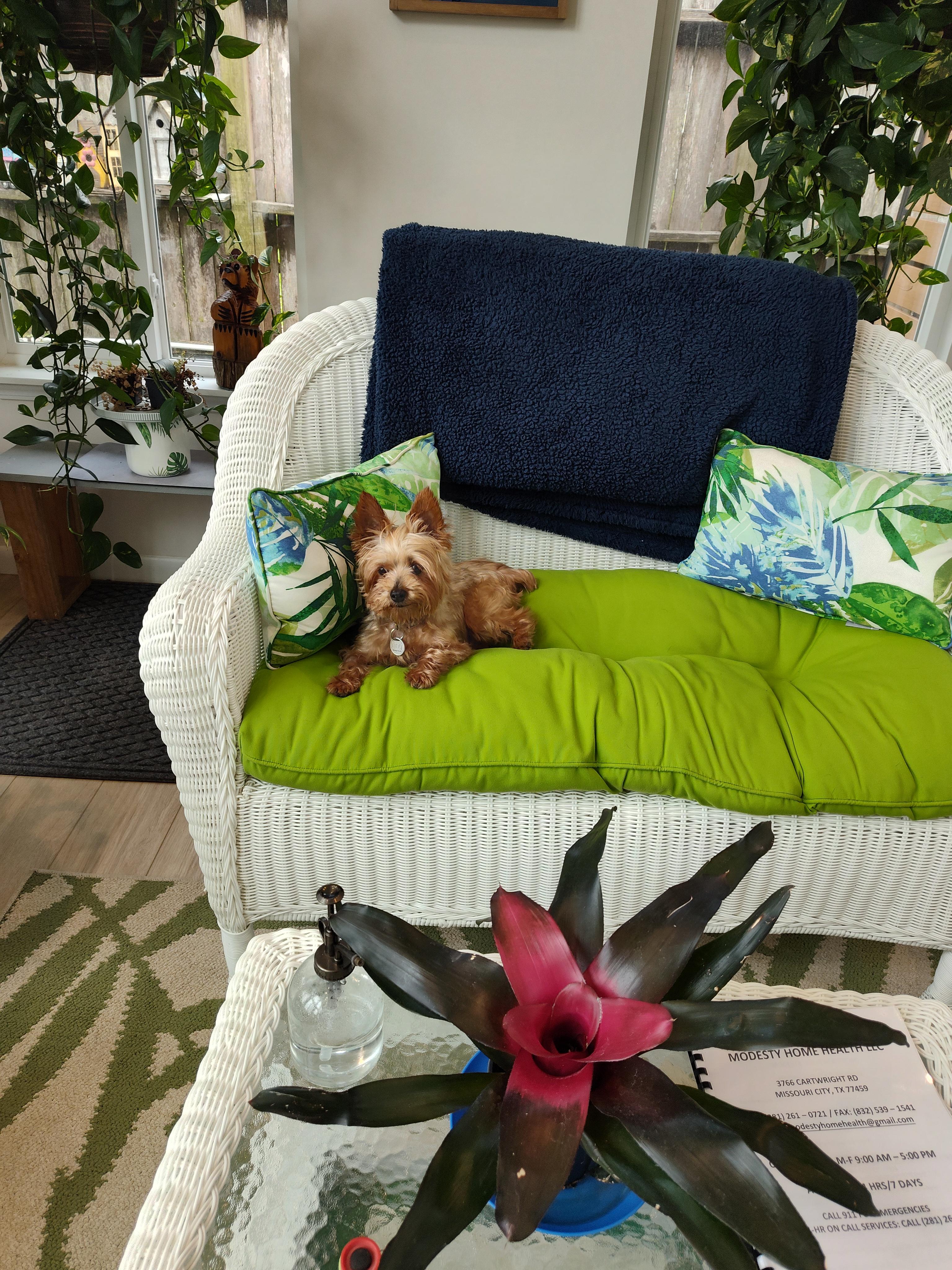 Enlarge Toker, an adopted Yorkshire Terrier in League City, TX image 4/6