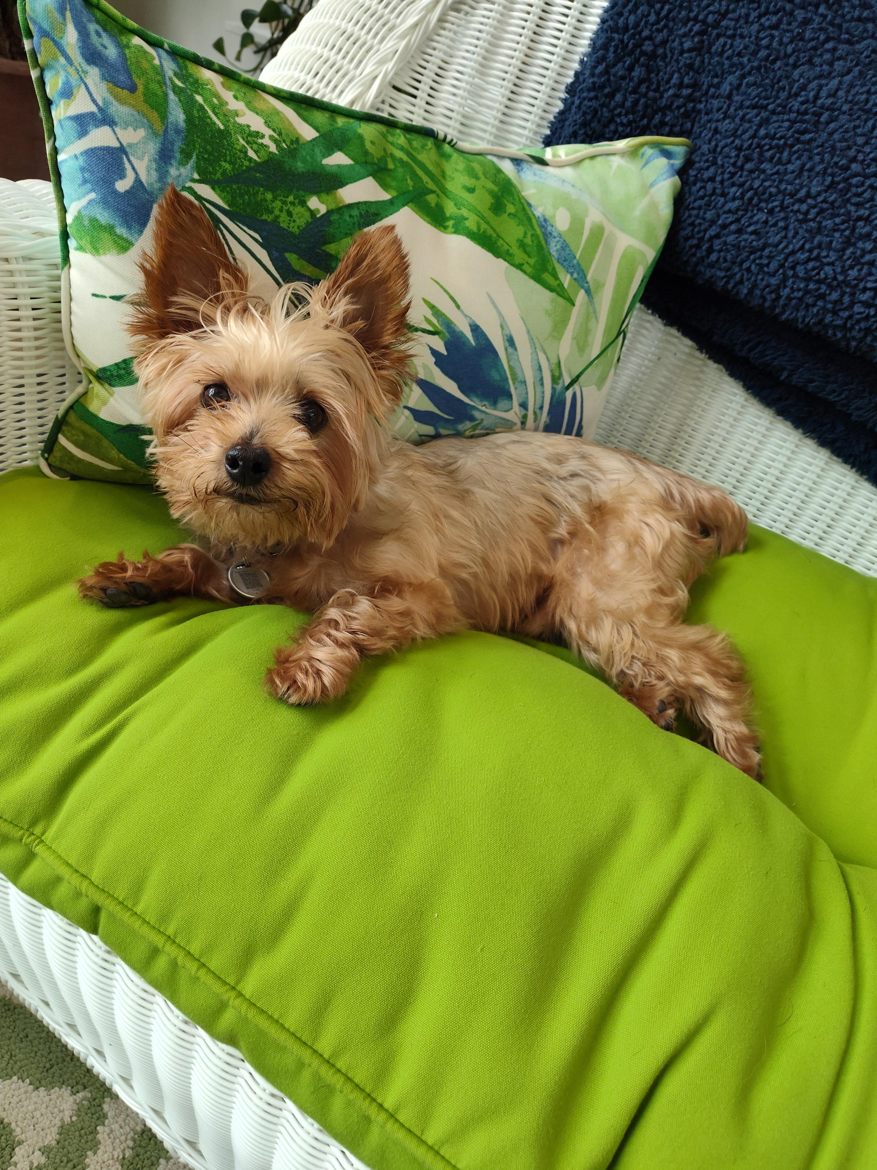 Enlarge Toker, an adopted Yorkshire Terrier in League City, TX image 5/6