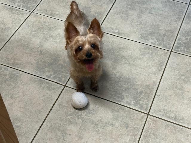 Enlarge Toker, an adopted Yorkshire Terrier in League City, TX image 6/6