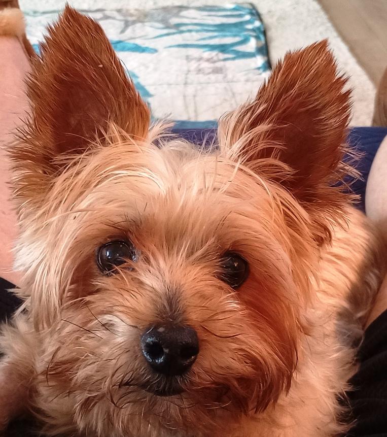 Enlarge Toker, an adopted Yorkshire Terrier in League City, TX image 1/6