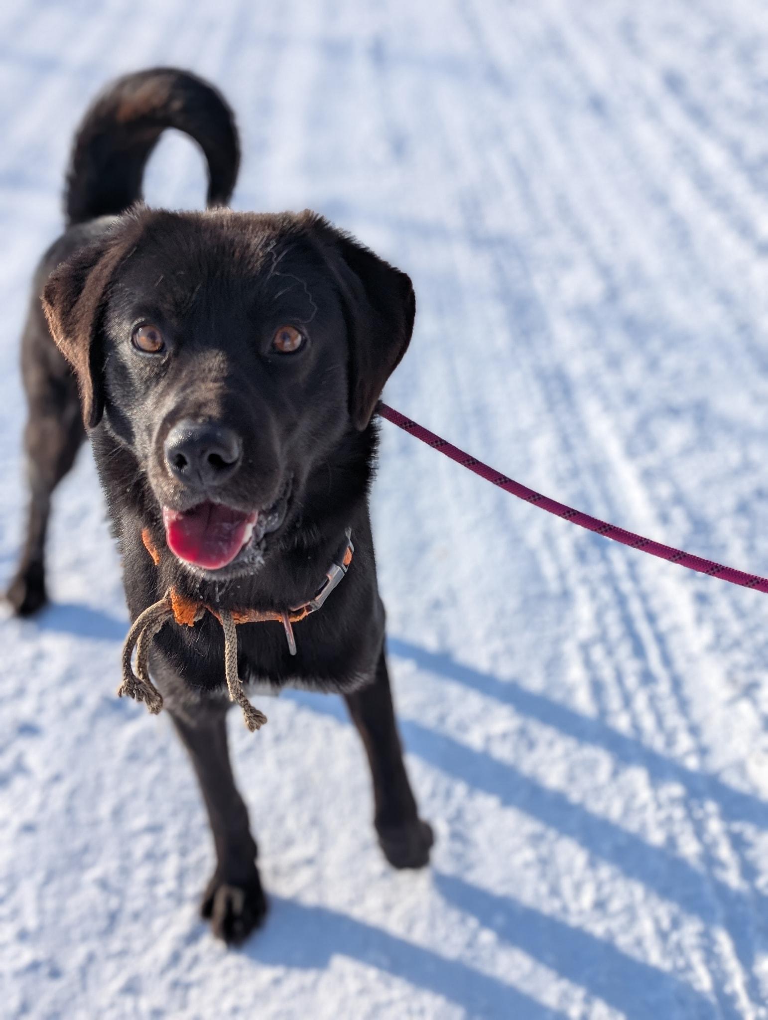 Enlarge Loki, a Adoptable mixed breed in Bethel, AK image 1/1
