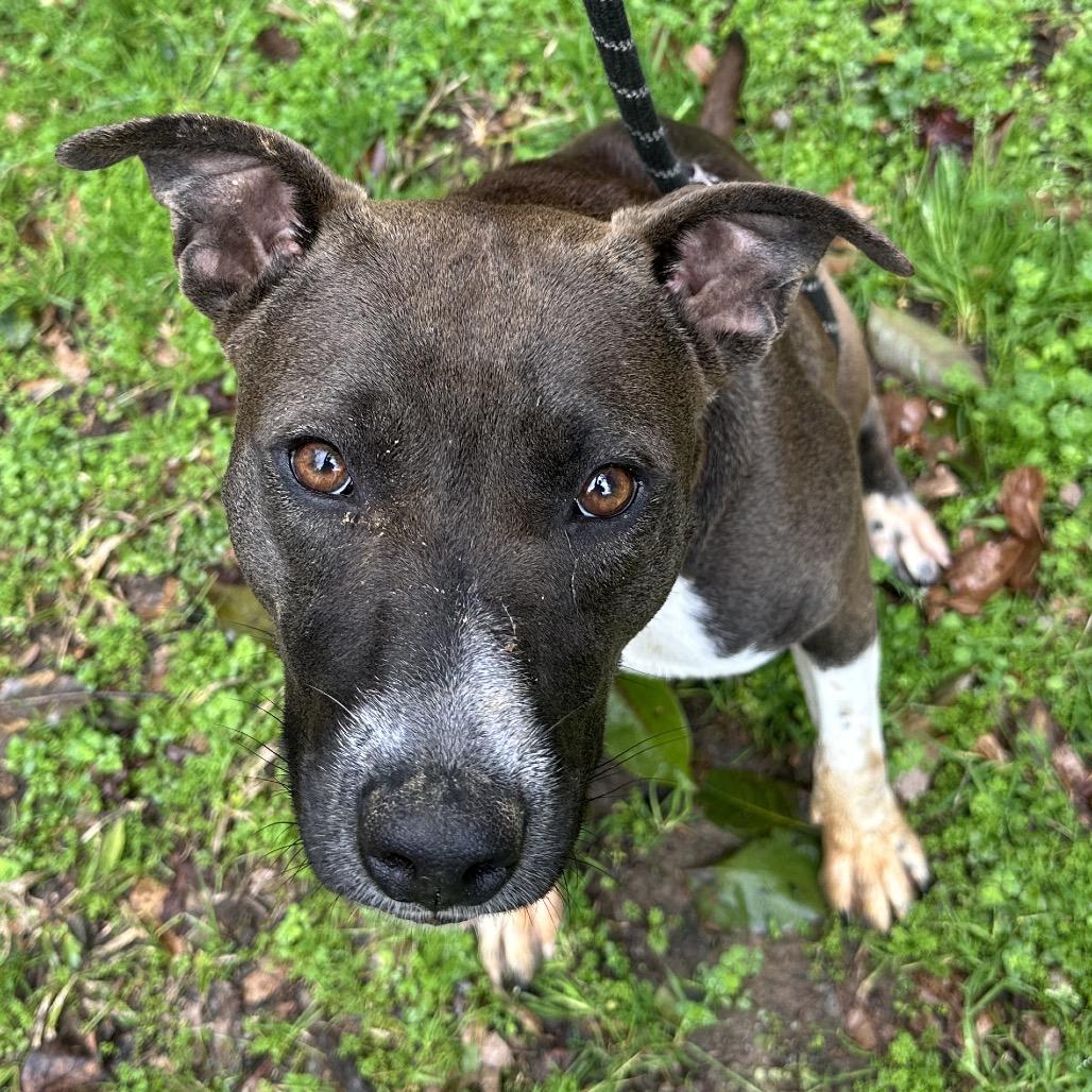 Vixen 5335, Adoptable, Adult Female Mixed Breed.