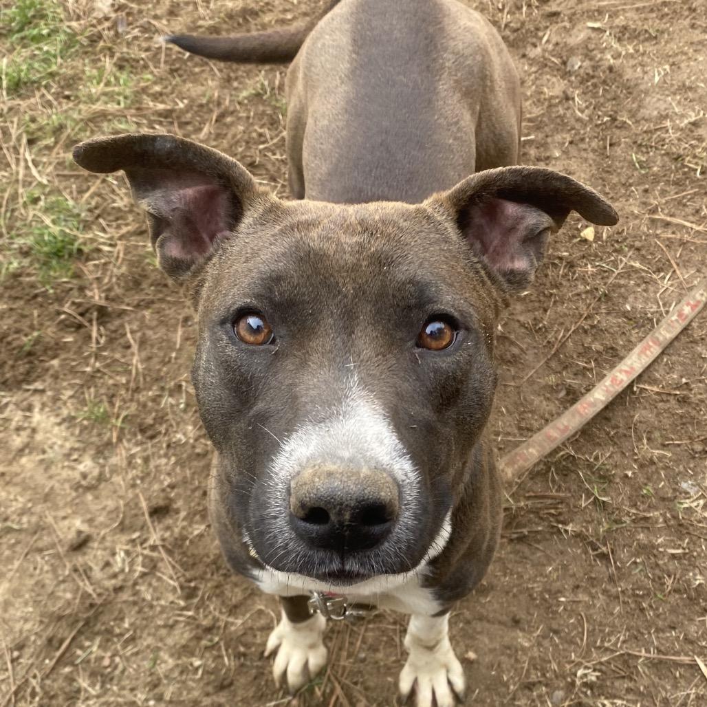 Vixen 5335, a Adoptable Mixed Breed in Columbus, GA image 2/6