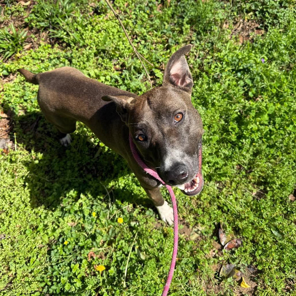 Vixen 5335, a Adoptable Mixed Breed in Columbus, GA image 3/6