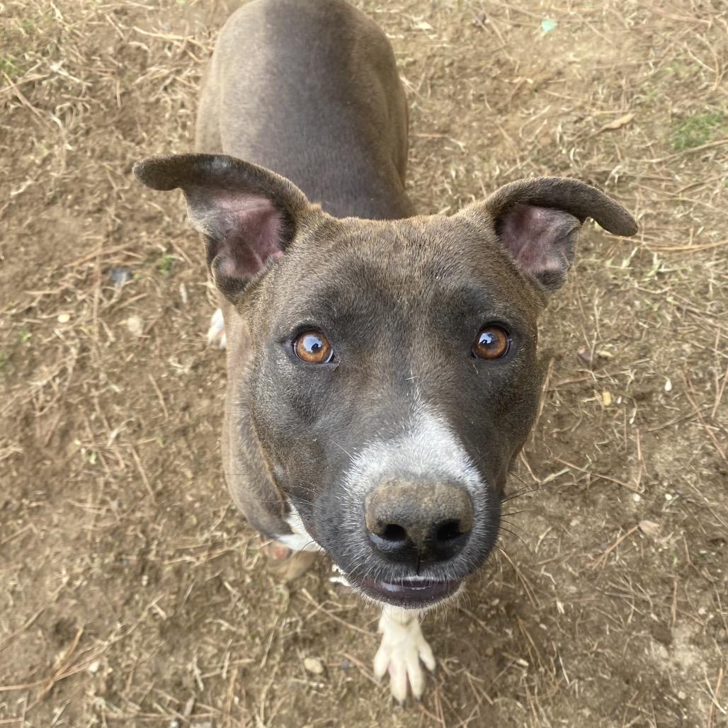 Vixen 5335, a Adoptable Mixed Breed in Columbus, GA image 4/6