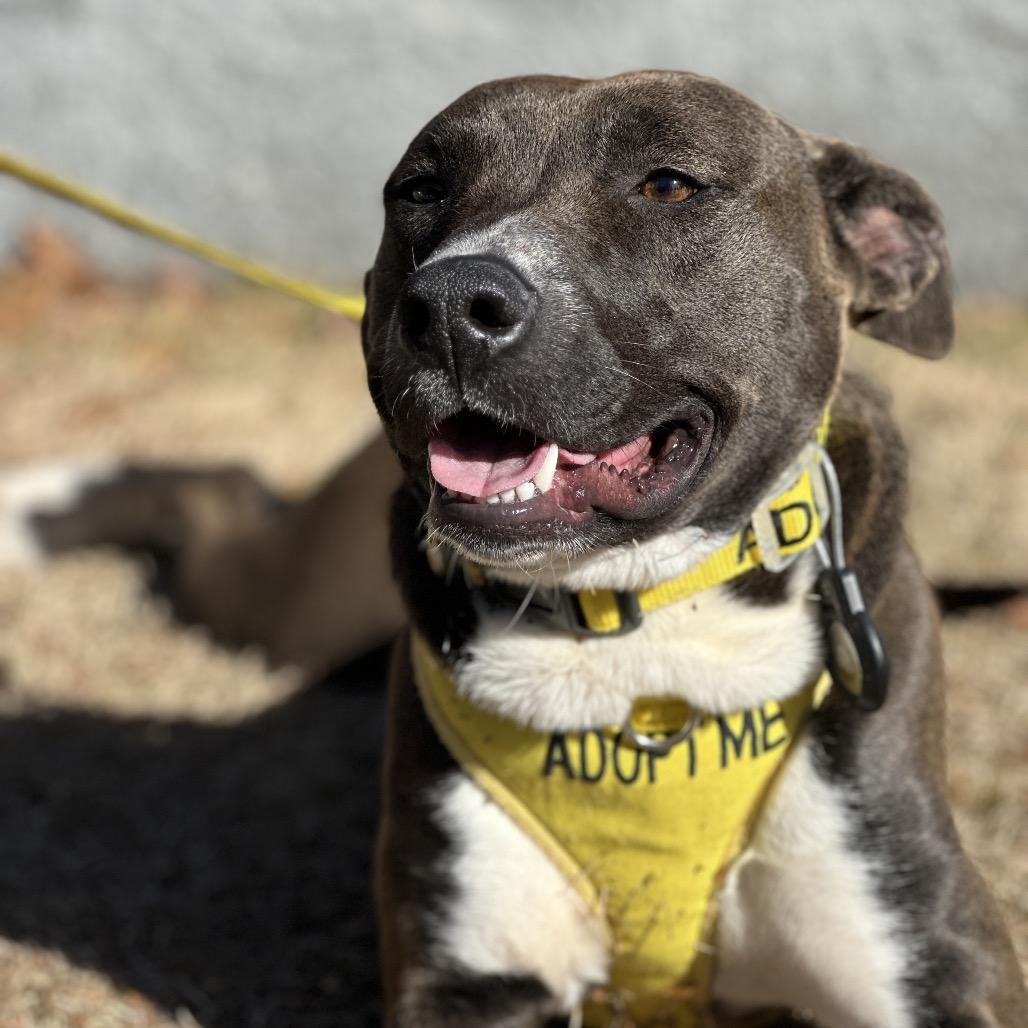 Vixen 5335, a Adoptable Mixed Breed in Columbus, GA image 5/6