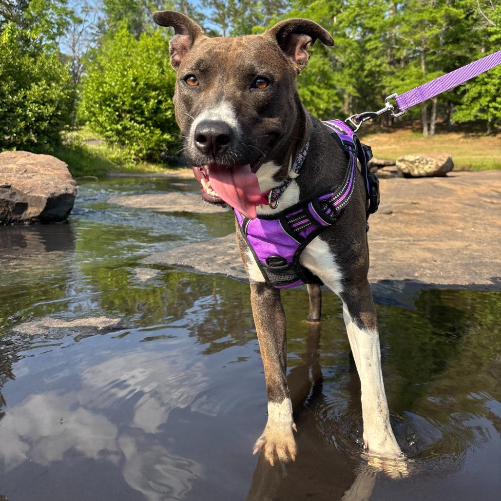Enlarge Vixen 5335, a Adoptable Mixed Breed in Columbus, GA image 5/6