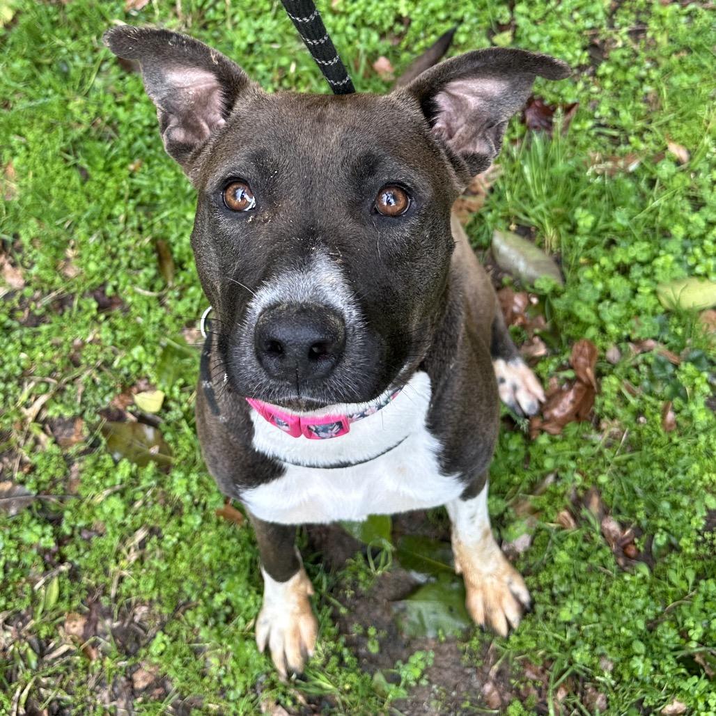 Vixen 5335, a Adoptable Mixed Breed in Columbus, GA image 6/6