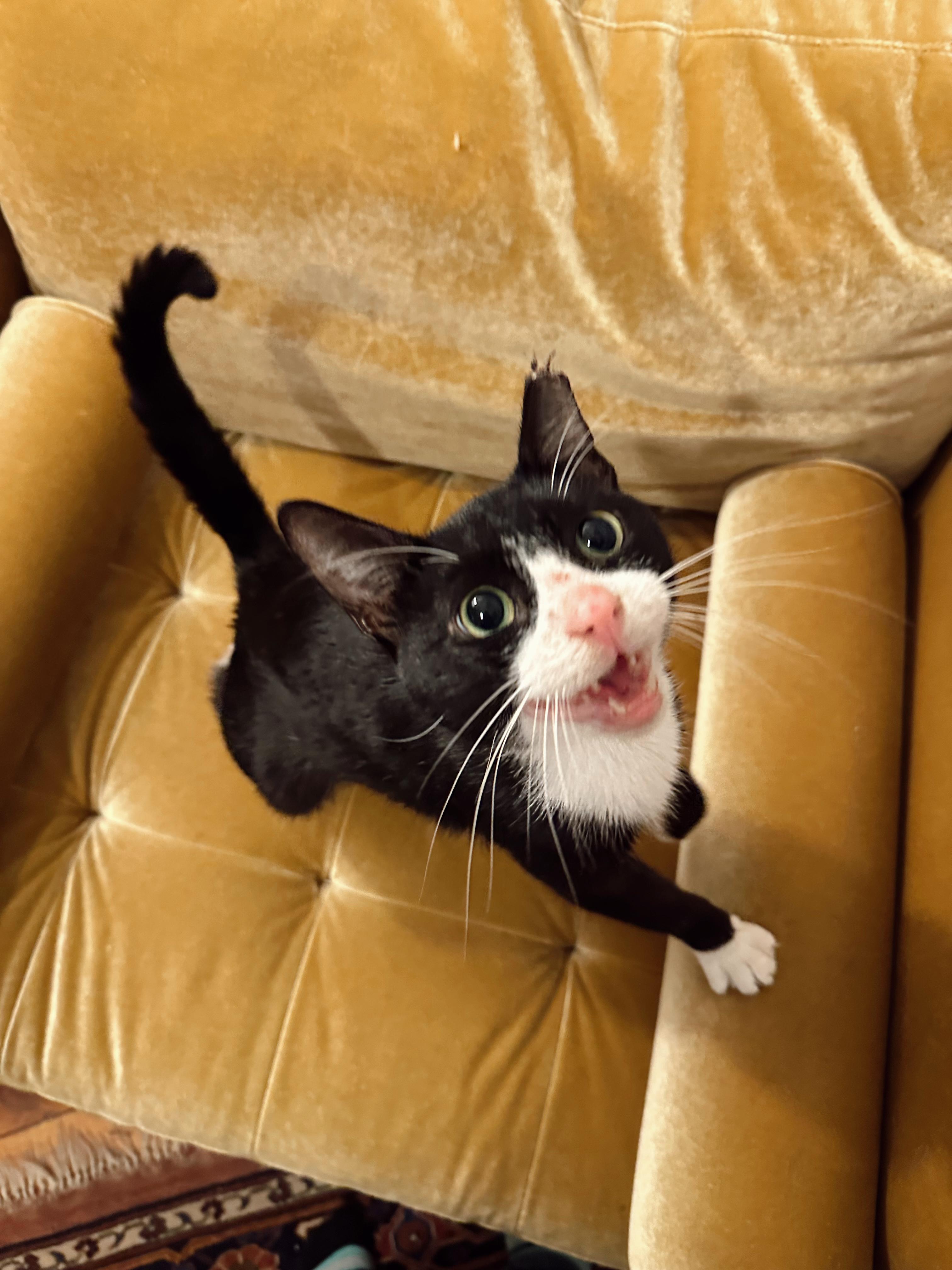 Enlarge Merino, a Adoptable American Shorthair in Brooklyn, NY image 2/4