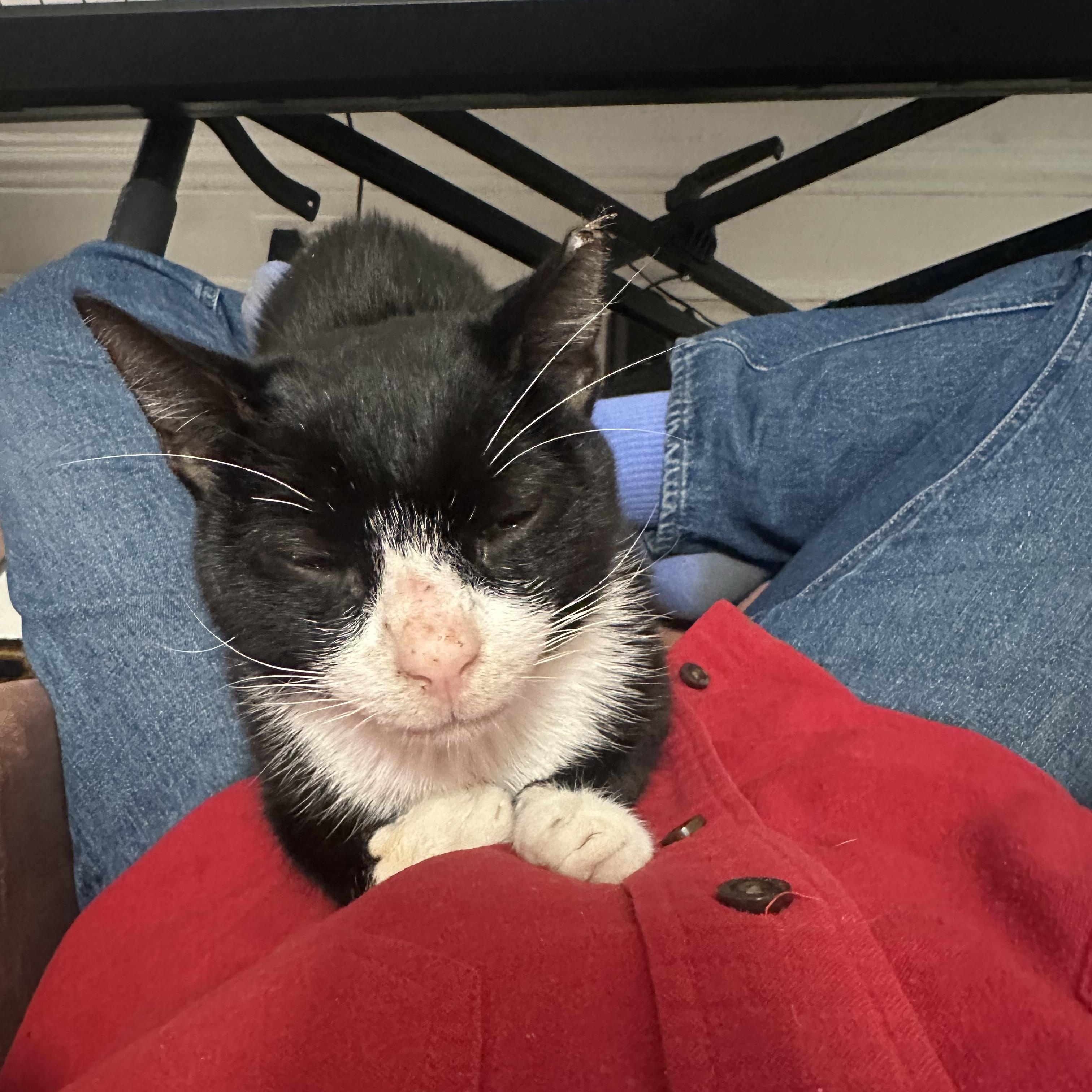 Enlarge Merino, a Adoptable American Shorthair in Brooklyn, NY image 3/4