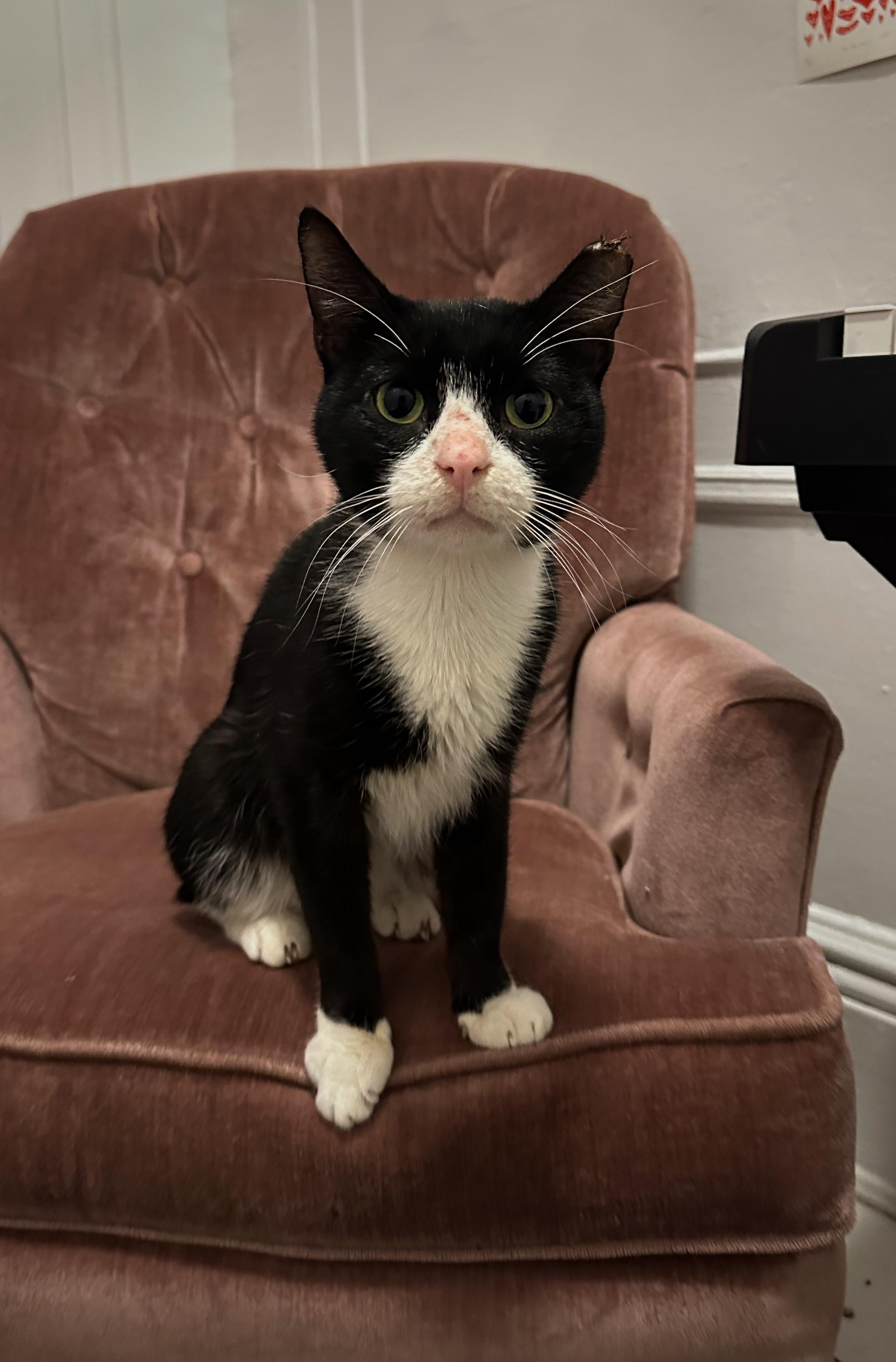 Enlarge Merino, a Adoptable American Shorthair in Brooklyn, NY image 4/4