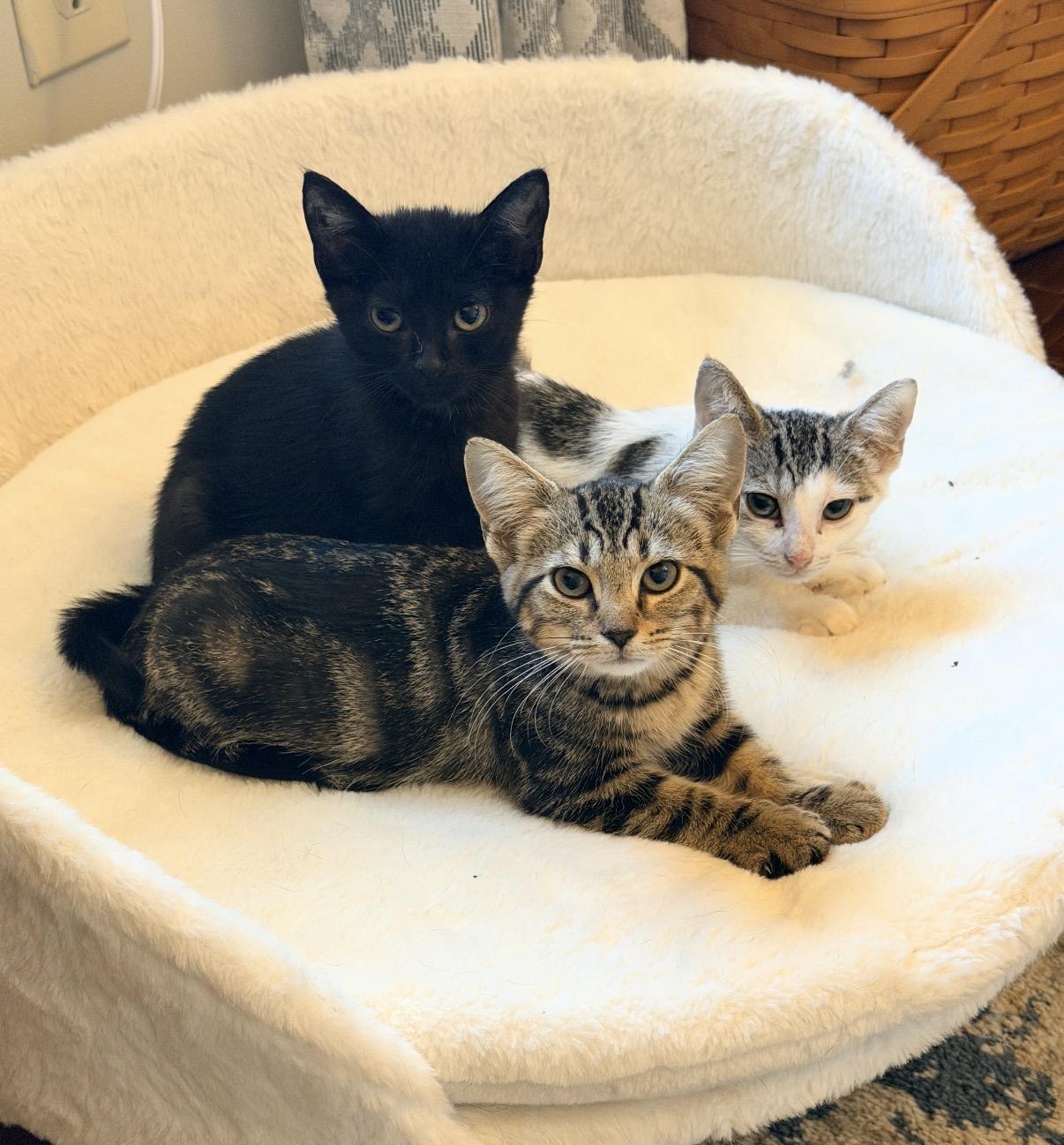 Enlarge Xena, a Adoptable Domestic Short Hair in Maineville, OH image 2/3