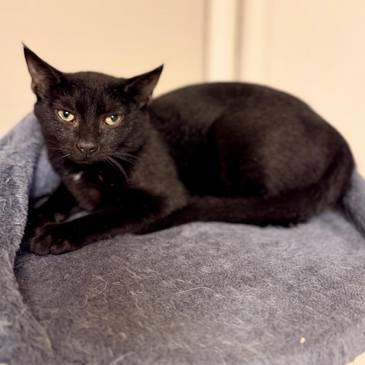 Enlarge Xena, a Adoptable Domestic Short Hair in Maineville, OH image 1/3
