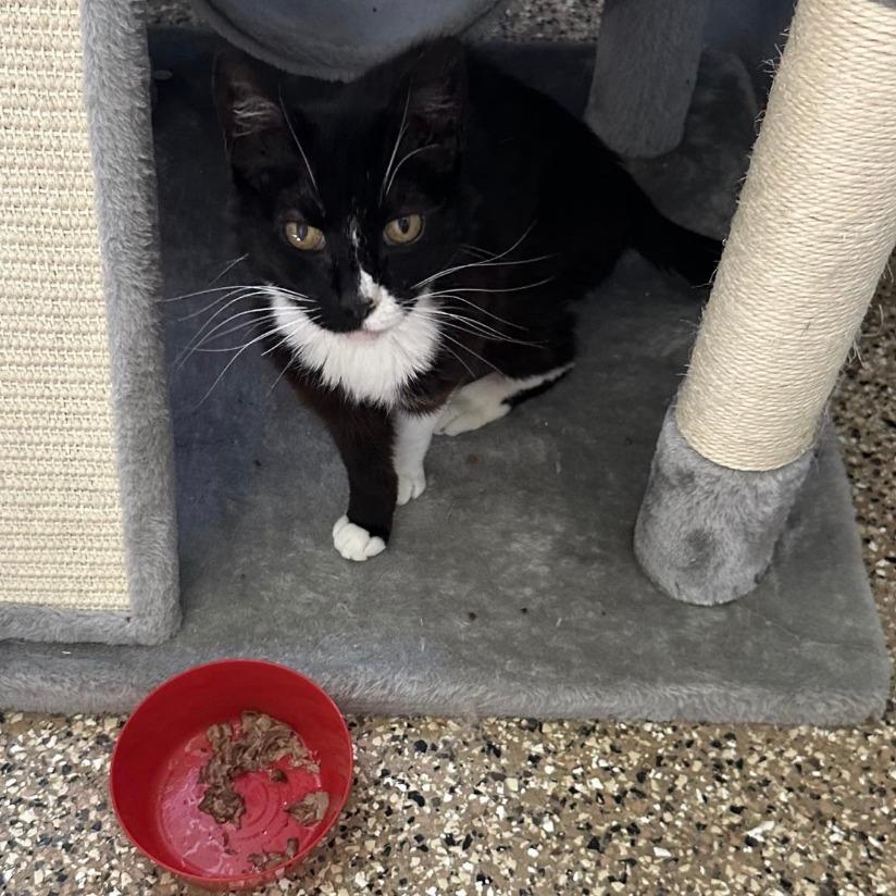 Enlarge Parker, a Adoptable American Shorthair in Stagecoach, NV image 1/3