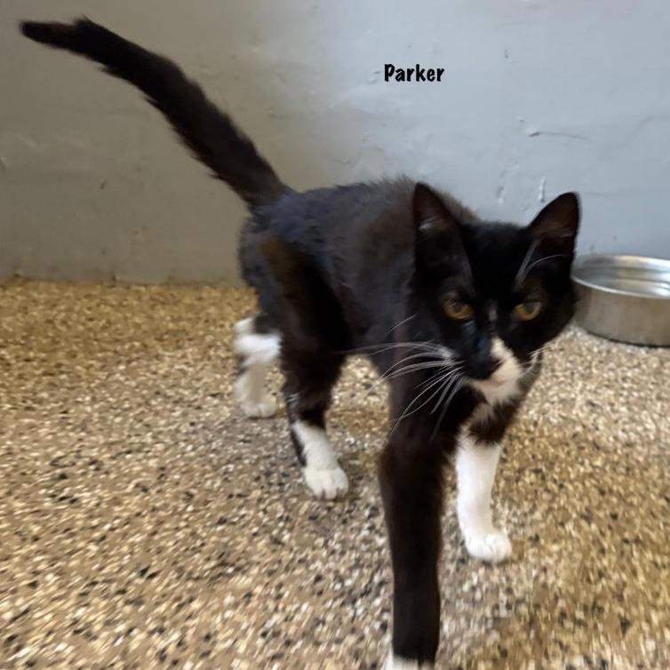 Enlarge Parker, a Adoptable American Shorthair in Stagecoach, NV image 3/3