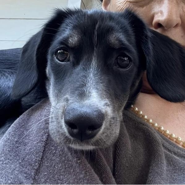 Maya, adoptable, Young Female Cocker Spaniel.