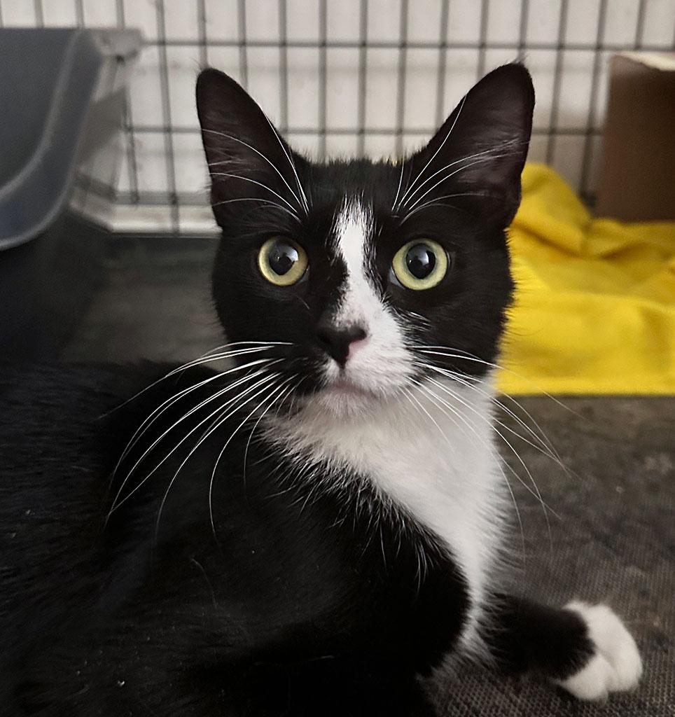 Pending! Wednesday, Adoptable, Young Female Domestic Short Hair.