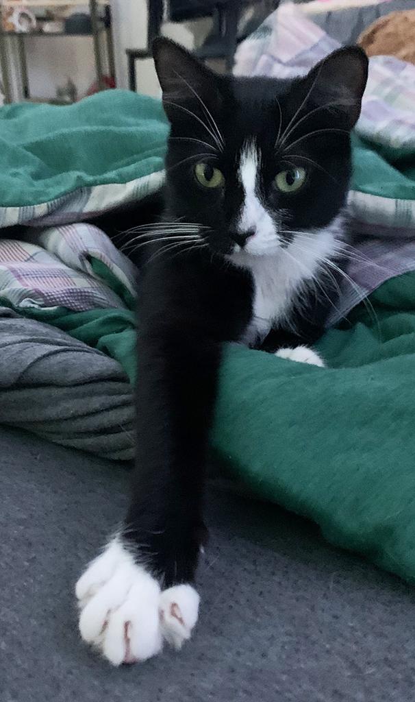 Enlarge Pending! Wednesday, a Adoptable Domestic Short Hair in Bowie, MD image 4/4