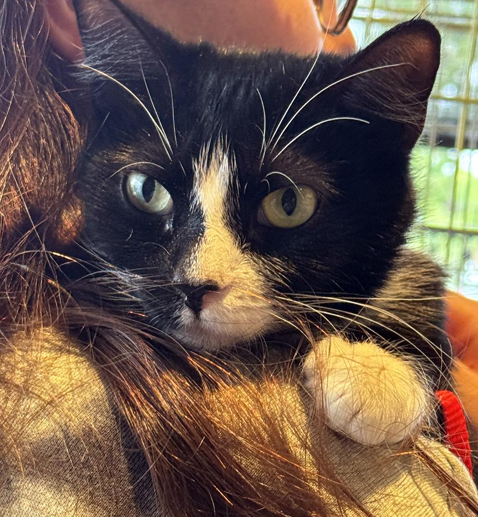 Enlarge Pending! Wednesday, a Adoptable Domestic Short Hair in Bowie, MD image 2/4