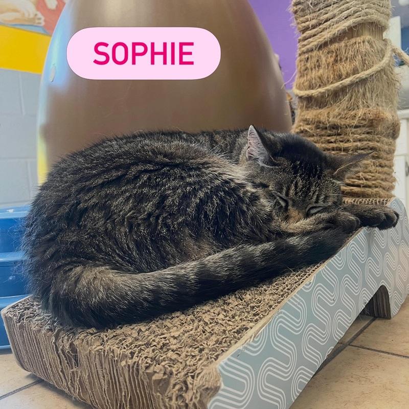 SOPHIE, ADOPTABLE, Adult Female Tabby.