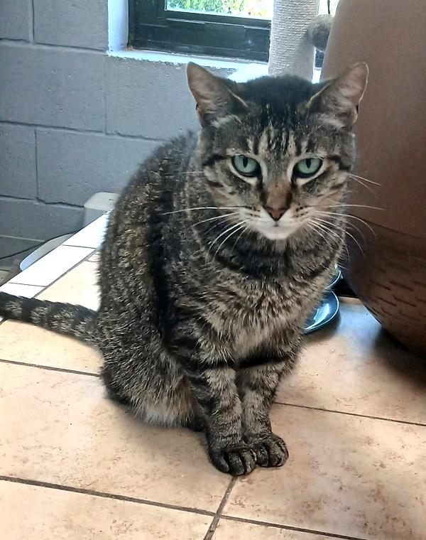 Enlarge SOPHIE, a ADOPTABLE Tabby in Pegram, TN image 1/2