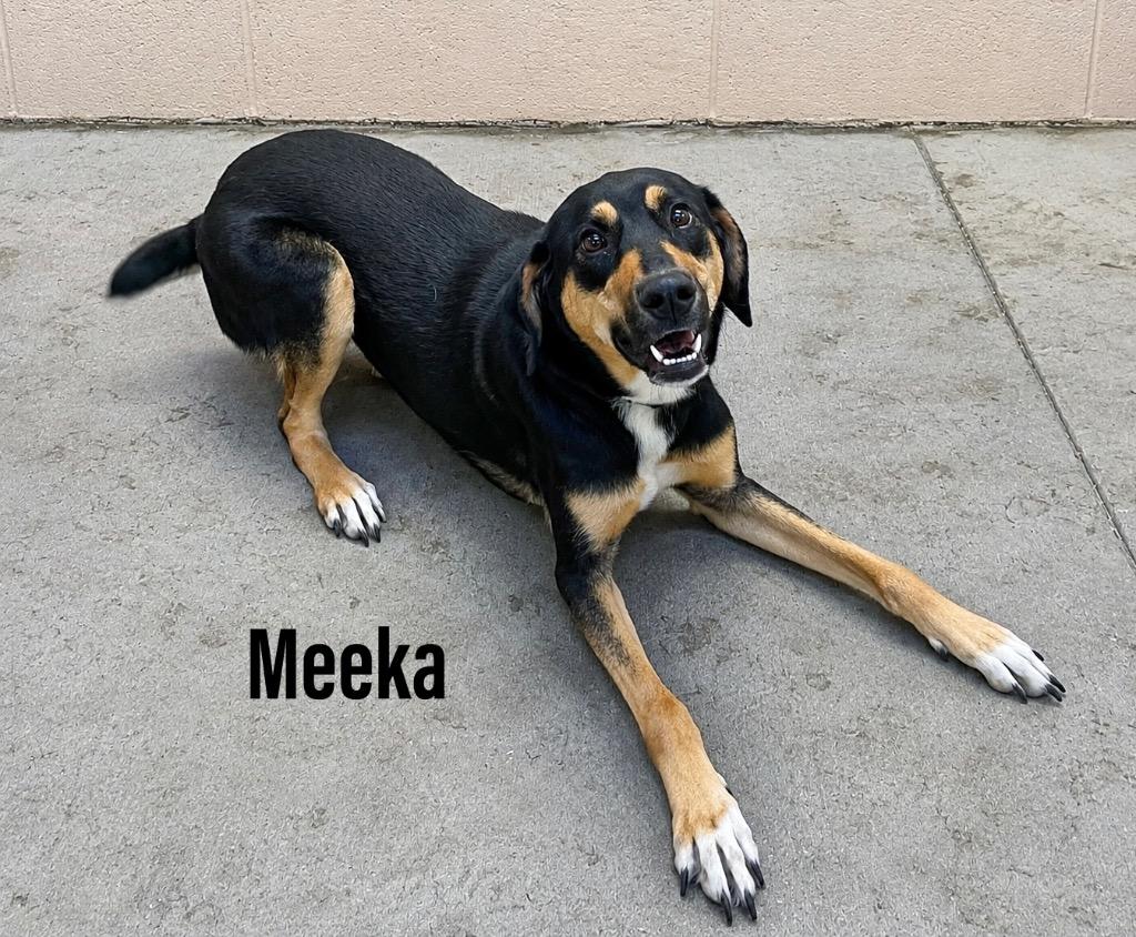 Meekah, Adoptable, Adult Female Doberman Pinscher & Great Pyrenees.