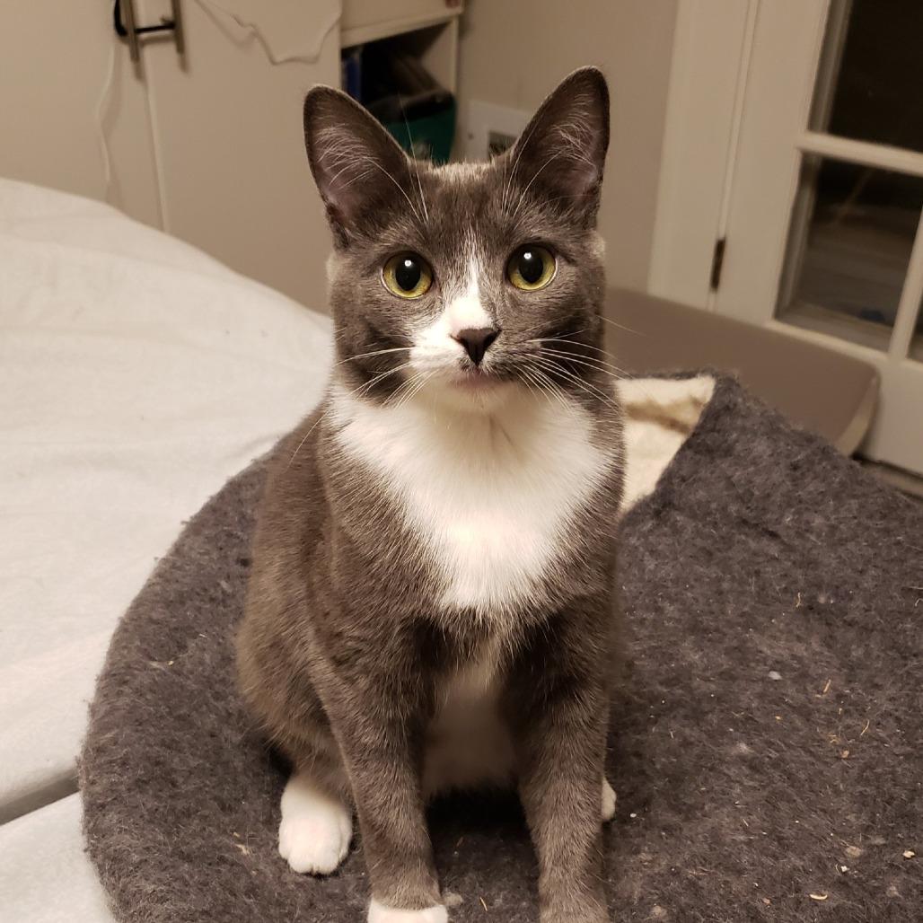 Enlarge Millie, a Adoptable Domestic Short Hair in Springfield, OR image 1/6