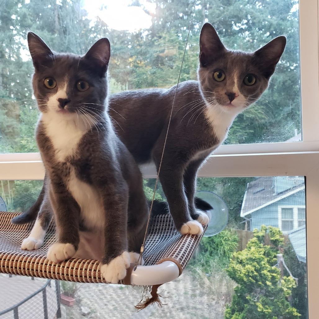 Enlarge Millie, a Adoptable Domestic Short Hair in Springfield, OR image 2/6