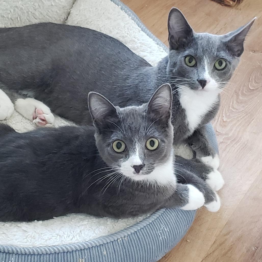 Enlarge Millie, a Adoptable Domestic Short Hair in Springfield, OR image 3/6