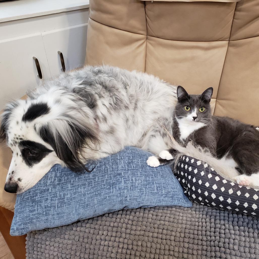 Enlarge Millie, a Adoptable Domestic Short Hair in Springfield, OR image 4/6