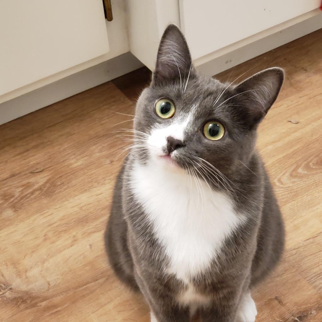 Enlarge Millie, a Adoptable Domestic Short Hair in Springfield, OR image 5/6