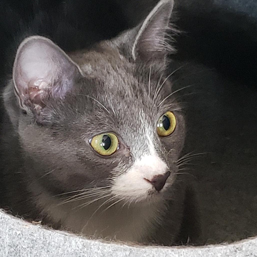 Enlarge Millie, a Adoptable Domestic Short Hair in Springfield, OR image 6/6