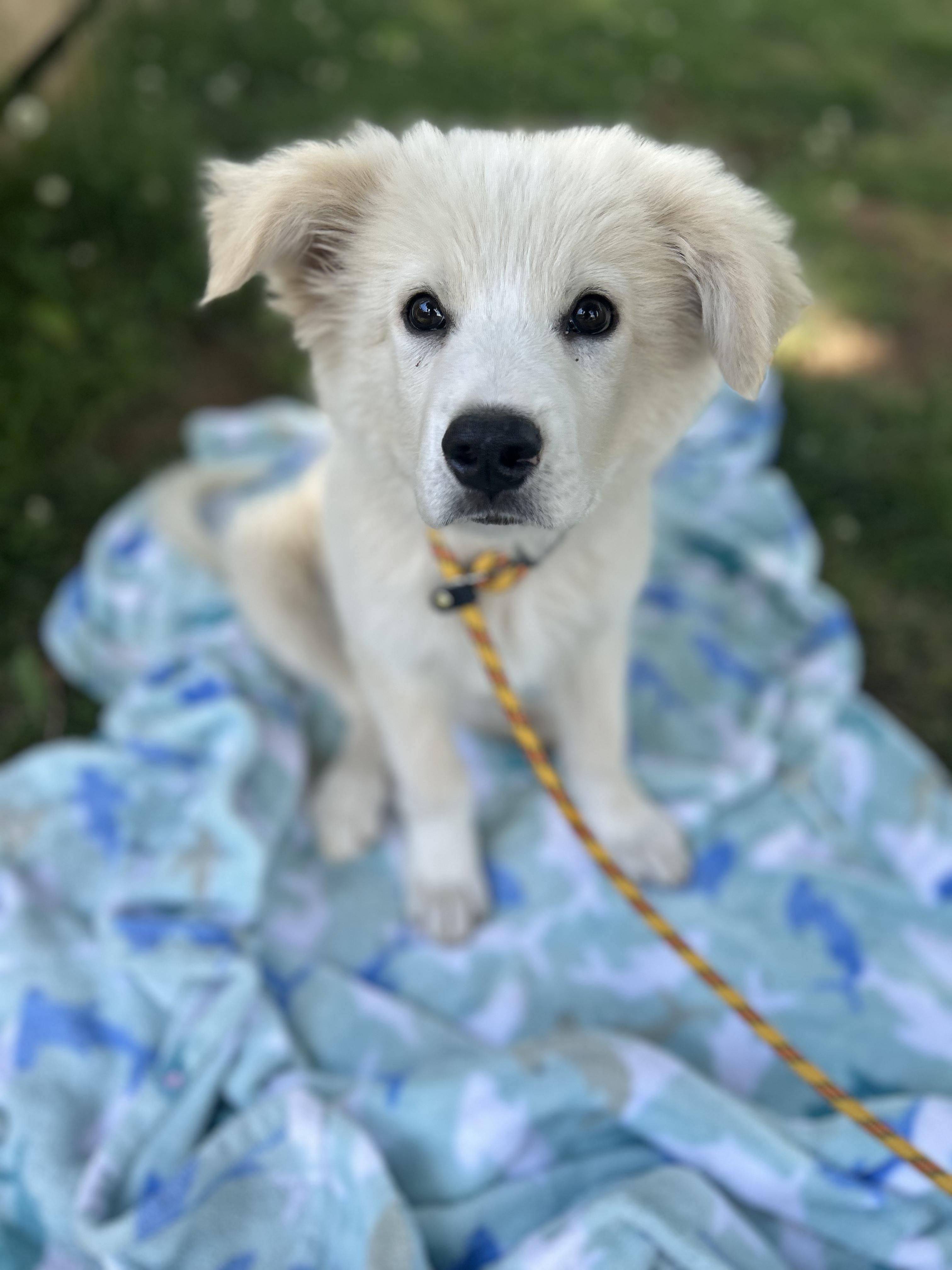 Chevy, adopted, Puppy Male Great Pyrenees & Retriever.