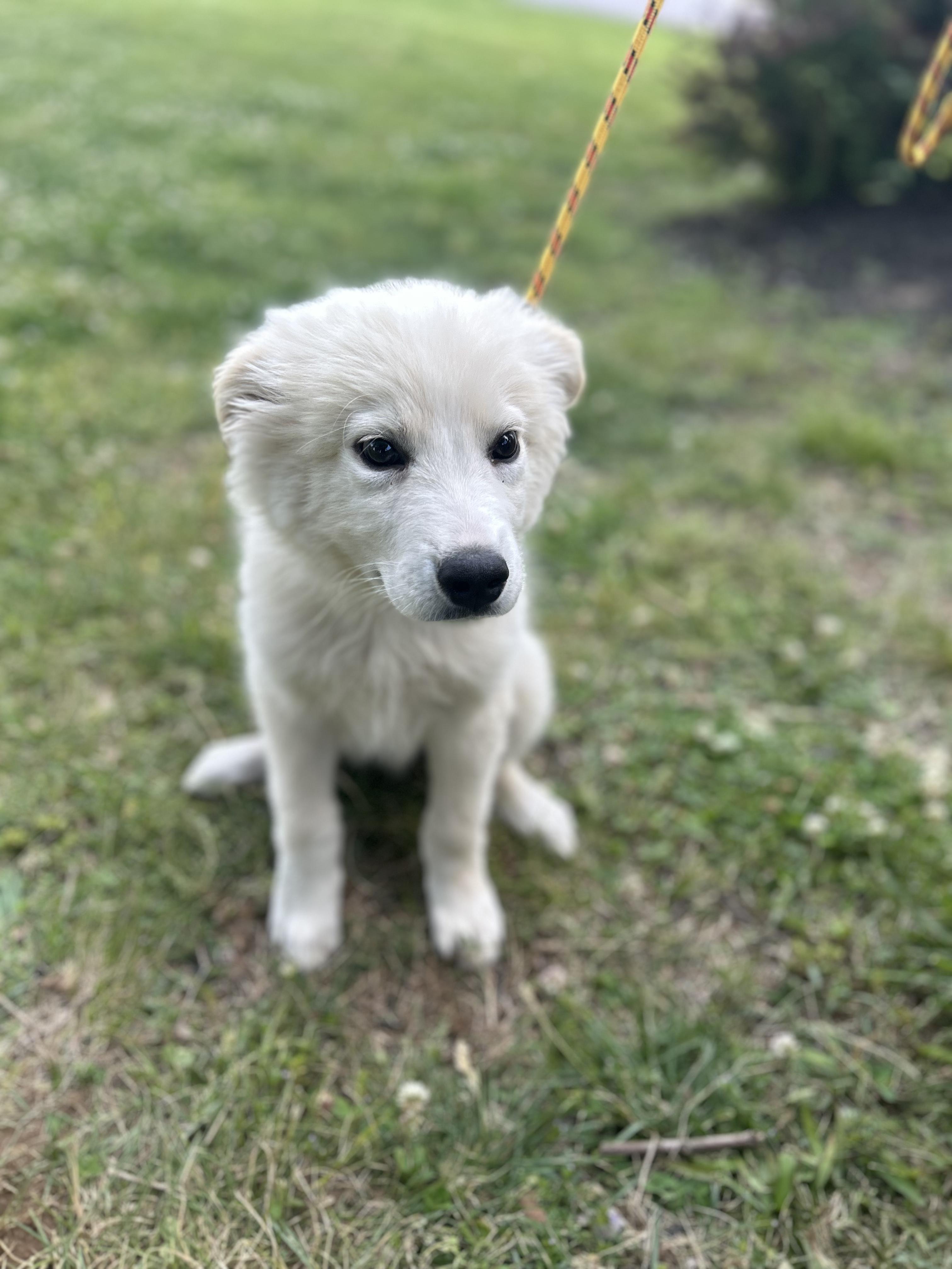 Enlarge Chevy, an adopted mixed breed in Spring hill, TN image 2/6