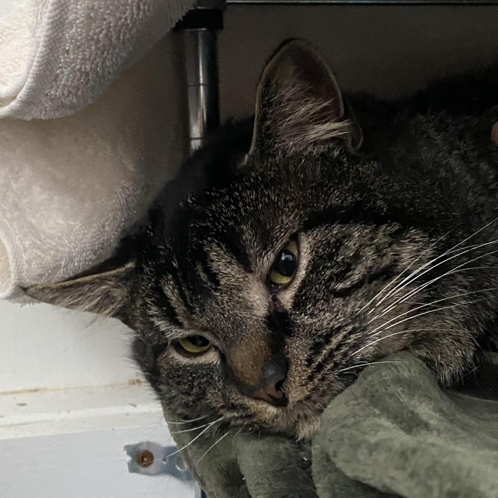 Enlarge Drake, a ADOPTABLE Tabby in Stanstead, QC image 2/5